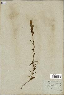 spécimen de Gentiana pneumonanthe
