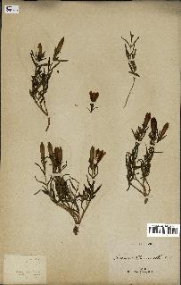 spécimen de Gentiana pneumonanthe