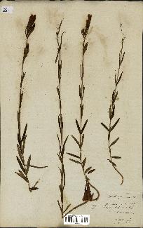 spécimen de Gentiana pneumonanthe