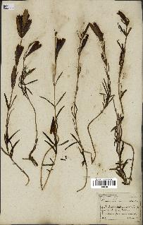 spécimen de Gentiana pneumonanthe