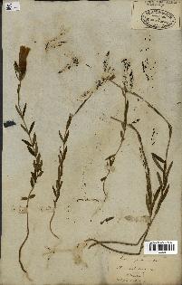 spécimen de Gentiana pneumonanthe