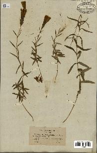 spécimen de Gentiana pneumonanthe