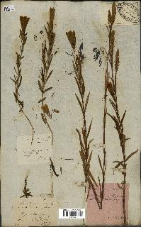 spécimen de Gentiana pneumonanthe