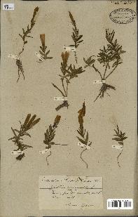 spécimen de Gentiana pneumonanthe