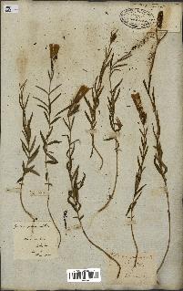 spécimen de Gentiana pneumonanthe