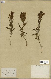 spécimen de Gentiana pneumonanthe