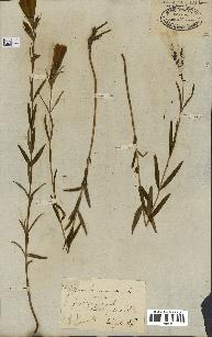 spécimen de Gentiana pneumonanthe