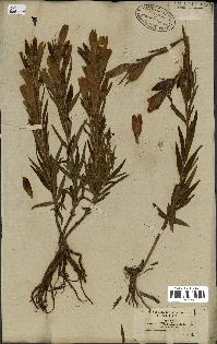 spécimen de Gentiana pneumonanthe