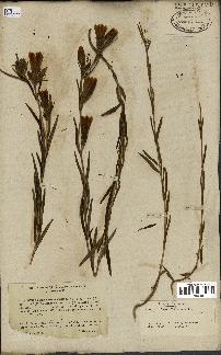 spécimen de Gentiana pneumonanthe