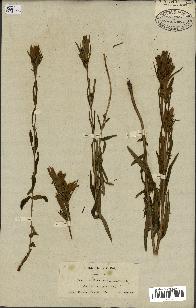 spécimen de Gentiana pneumonanthe