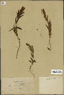 spécimen de Gentiana pneumonanthe