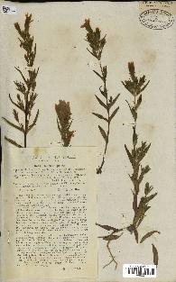 spécimen de Gentiana germanica