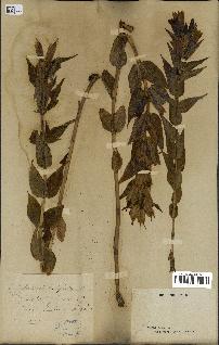 spécimen de Gentiana asclepiadea