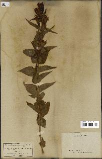 spécimen de Gentiana asclepiadea