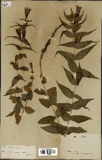spécimen de Gentiana asclepiadea