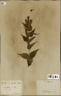 spécimen de Gentiana asclepiadea