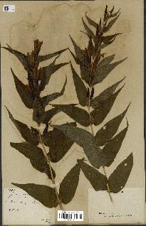 spécimen de Gentiana asclepiadea