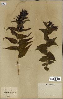 spécimen de Gentiana asclepiadea