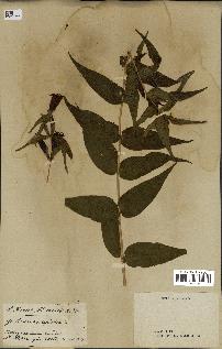 spécimen de Gentiana asclepiadea