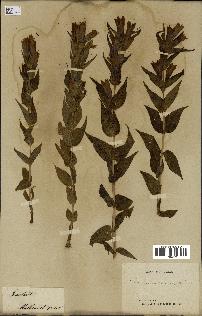 spécimen de Gentiana asclepiadea