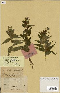 spécimen de Gentiana asclepiadea