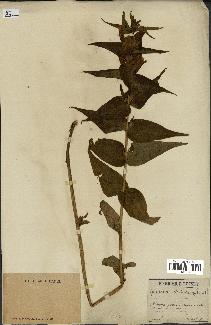 spécimen de Gentiana asclepiadea