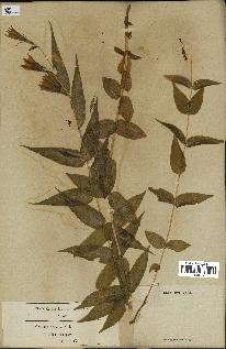 spécimen de Gentiana asclepiadea