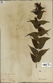 spécimen de Gentiana asclepiadea