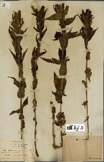 spécimen de Gentiana asclepiadea