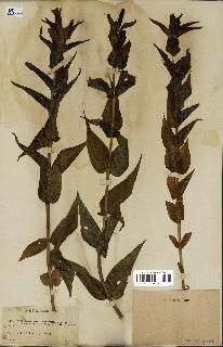 spécimen de Gentiana asclepiadea