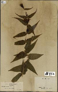 spécimen de Gentiana asclepiadea