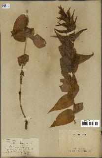 spécimen de Gentiana asclepiadea