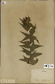 spécimen de Gentiana asclepiadea