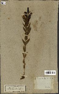spécimen de Gentiana asclepiadea