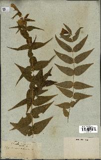 spécimen de Gentiana asclepiadea