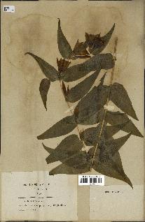 spécimen de Gentiana asclepiadea