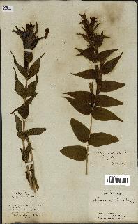 spécimen de Gentiana asclepiadea