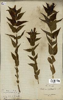 spécimen de Gentiana asclepiadea