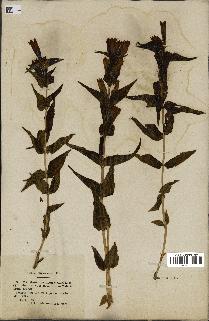 spécimen de Gentiana asclepiadea