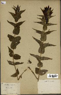 spécimen de Gentiana asclepiadea