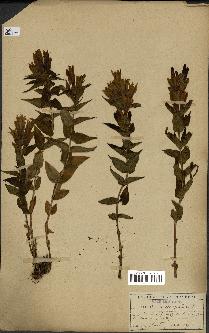 spécimen de Gentiana asclepiadea