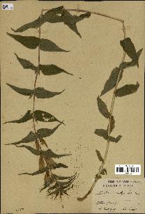 spécimen de Gentiana asclepiadea