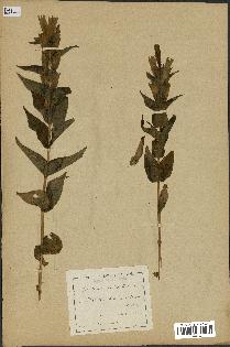 spécimen de Gentiana asclepiadea