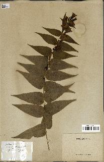 spécimen de Gentiana asclepiadea