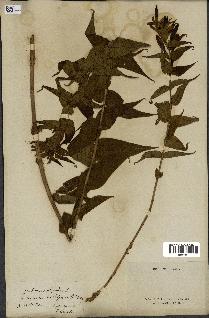 spécimen de Gentiana asclepiadea