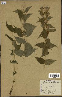 spécimen de Gentiana asclepiadea