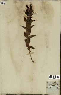 spécimen de Gentiana asclepiadea
