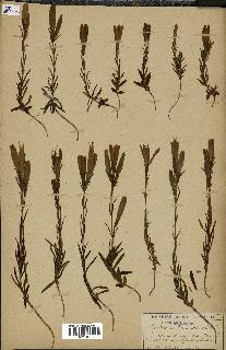 spécimen de Gentiana pneumonanthe