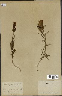 spécimen de Gentiana pneumonanthe