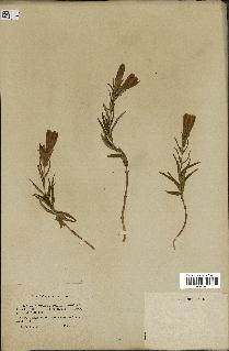 spécimen de Gentiana pneumonanthe